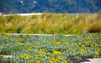 In the foreground, the yellow flower heads of trailing gavania (Lat. Gazania rigens var. Leucolaena) and, oscillating in the background, the slender stems of Mexican feather grass (Lat. Stipa tenuissima). © egreen / ZinCo Trailing gavania and Mexican feather grass on a rooftop